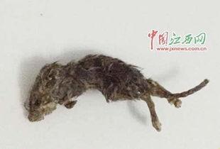 山东老鼠吃瓜新闻视频播放,吃瓜视频播放量爆增，网友热议生态现象