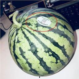 改名网红吃瓜,吃瓜群众围观改名背后的故事