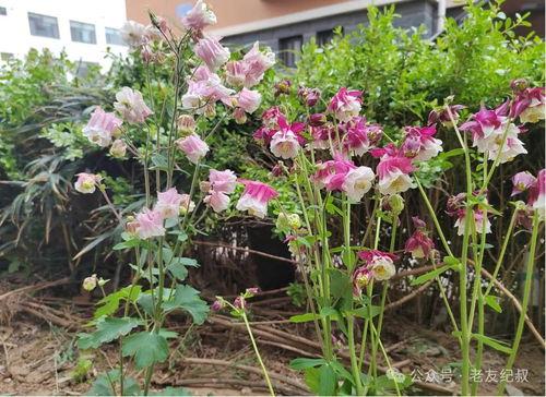 头条上的植物叫什么花,揭秘“XX花”的神秘魅力