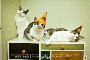 网红猫做饮品的视频,萌宠与美食的跨界融合