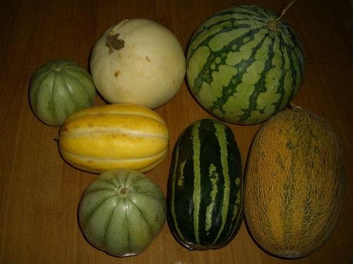 各种星常驻嘉宾吃瓜,常驻嘉宾的瓜田盛宴揭秘