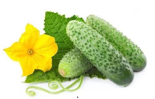 苏南青吃瓜系统